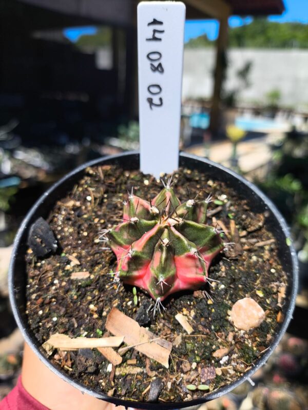 1408 02 Gymnocalycium Variegata