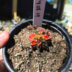 1408 19 Gymnocalycium Variegata