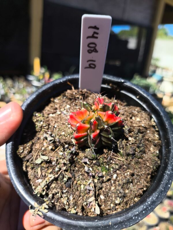 1408 19 Gymnocalycium Variegata