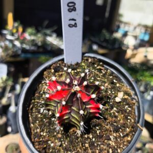 1408 18 Gymnocalycium Variegata