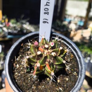 1408 16 Gymnocalycium Variegata