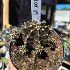 1408 39 Gymnocalycium Variegata