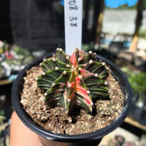 1408 38 Gymnocalycium Variegata
