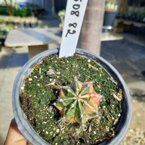 1508 82 Cacto Gymnocalycium Multicolor