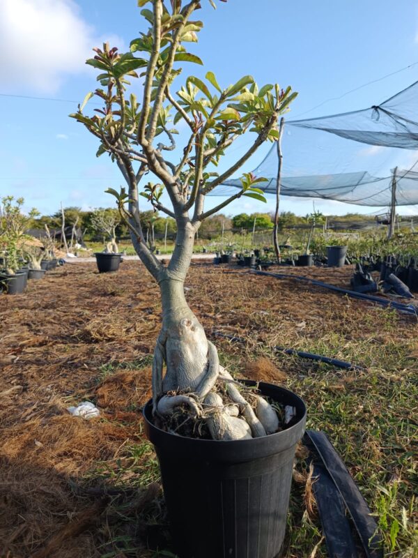 1808 01 Socotra Id Mistérioso