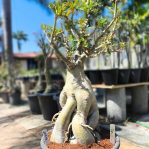 2208 08 Socotra Pendente