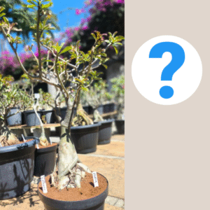 2308 04 Socotra ID Misterioso