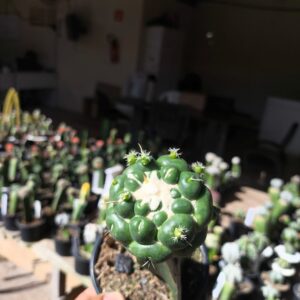 Coryphantha Elephantidens Inermis (Enxertado)