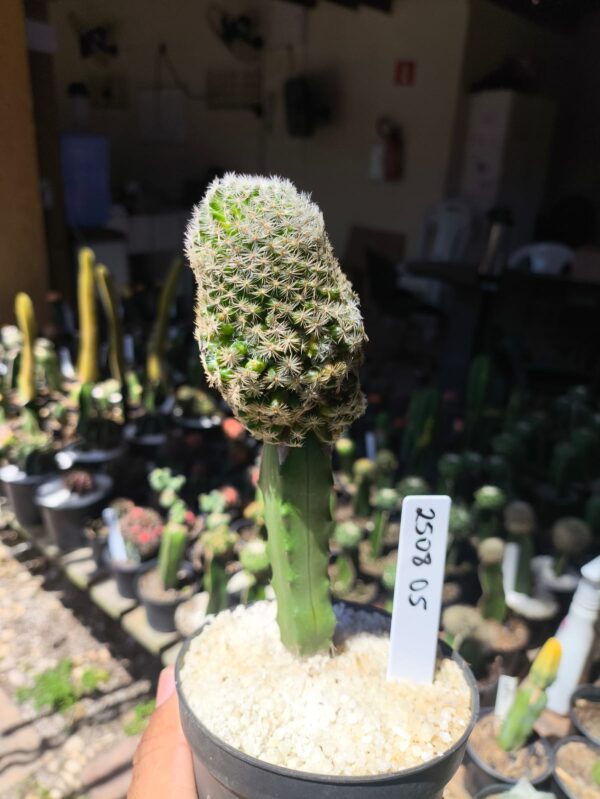 2508 05 Mammillaria herrerae