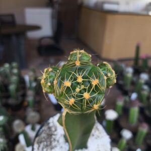 Gymnocalycium denudatum