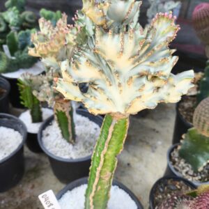 0408 01 Euphorbia lactea Cristata
