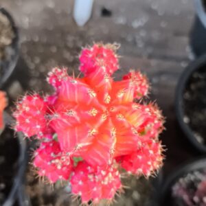 Gymnocalycium Laranja