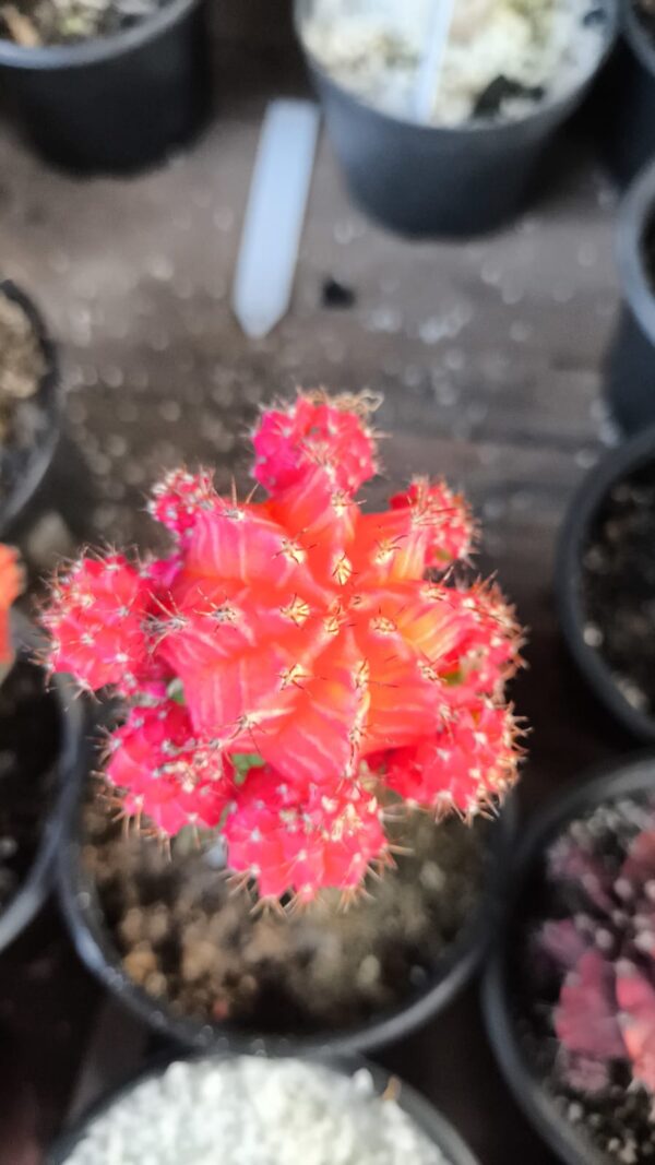 Gymnocalycium Laranja