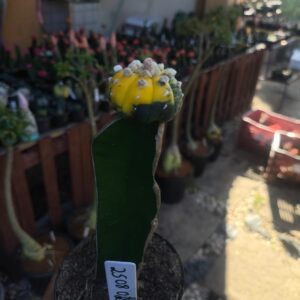 2508 02 Astéria Variegata