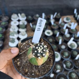 0109 07 Astrophytum purple Black