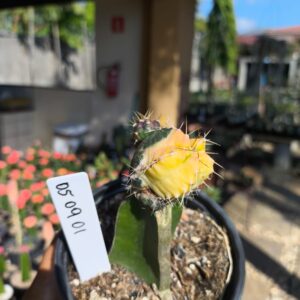 0509 01 Echinocereus knippelianus Variegata