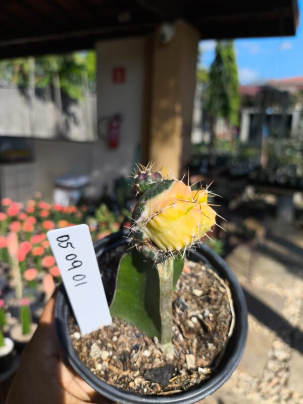 0509 01 Echinocereus knippelianus Variegata