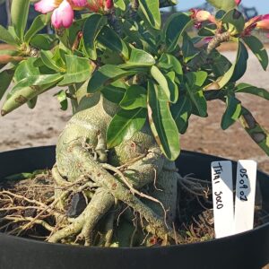0509 01 Arabicum Thai Soco - adulta