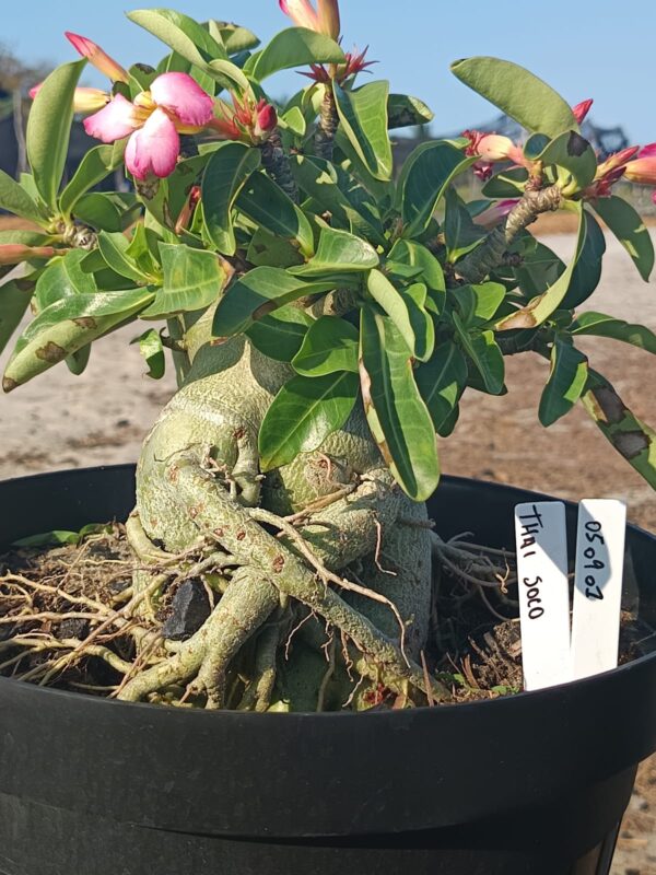 0509 01 Arabicum Thai Soco - adulta