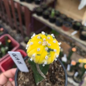 0609 05 Asteria Purple Variegata
