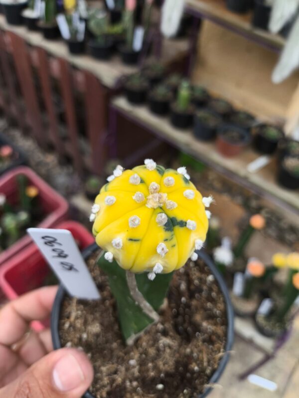 0609 05 Asteria Purple Variegata