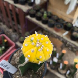 0609 10 Asteria Purple Variegata