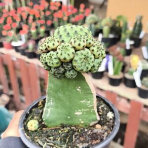 Sulcorebutia rauschii