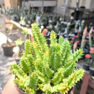 Tapete Persa Variegata