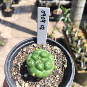 0909 04 Coryphantha elephantidens de raiz própria