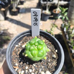 0909 05 Coryphantha elephantidens de raiz própria