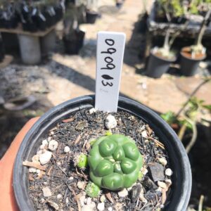 0909 13 Coryphantha elephantidens de raiz própria