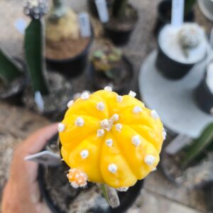 1009 05 Ásteria Aurea