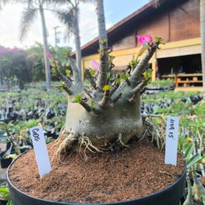 1109 15 Arabicum Godji - Adulta
