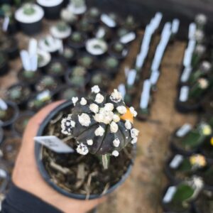 1209 05 Ásteria purple variegata