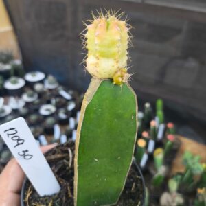 1209 30 Kelipeliano variegata