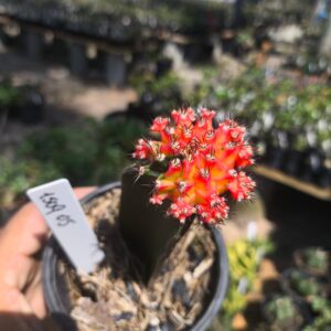 1509 05 Gymnocalycium variegata