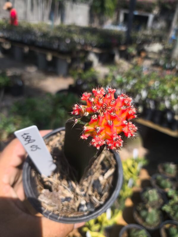 1509 05 Gymnocalycium variegata
