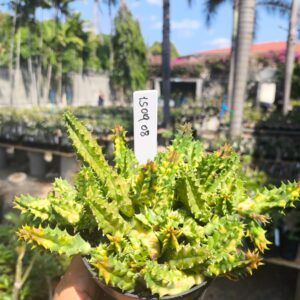 1509 08 Huernia Zebrina Variegata