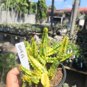 1509 07 Huernia Zebrina Variegata