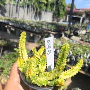 1509 06 Huernia Zebrina Variegata
