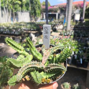 1509 05 Huernia Zebrina Variegata