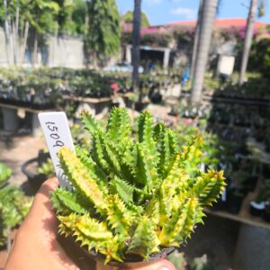 1509 04 Huernia Zebrina Variegata