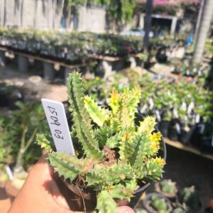 1509 03 Huernia Zebrina Variegata