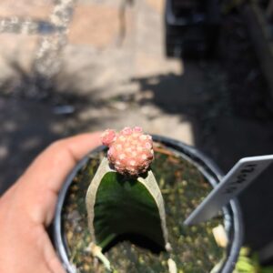 1809 01 Gymnocalycium Quehlianum