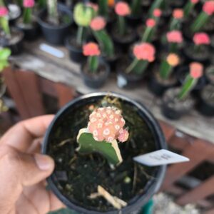 1809 03 Gymnocalycium Quehlianum