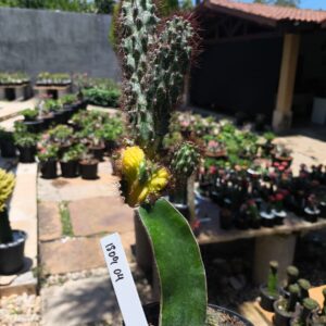 1809 04 Cereus peruvianus monstrosus variegata enxertado