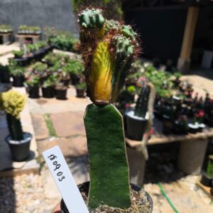 1809 03 Cereus peruvianus monstrosus variegata enxertado