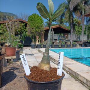 1909 44 Rosa do Deserto Dunhuang 2