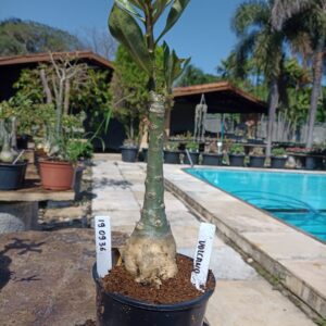 1909 36 Rosa do Deserto Volcano