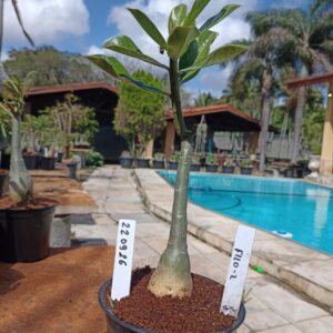 2209 26 Rosa do Deserto Filó 2